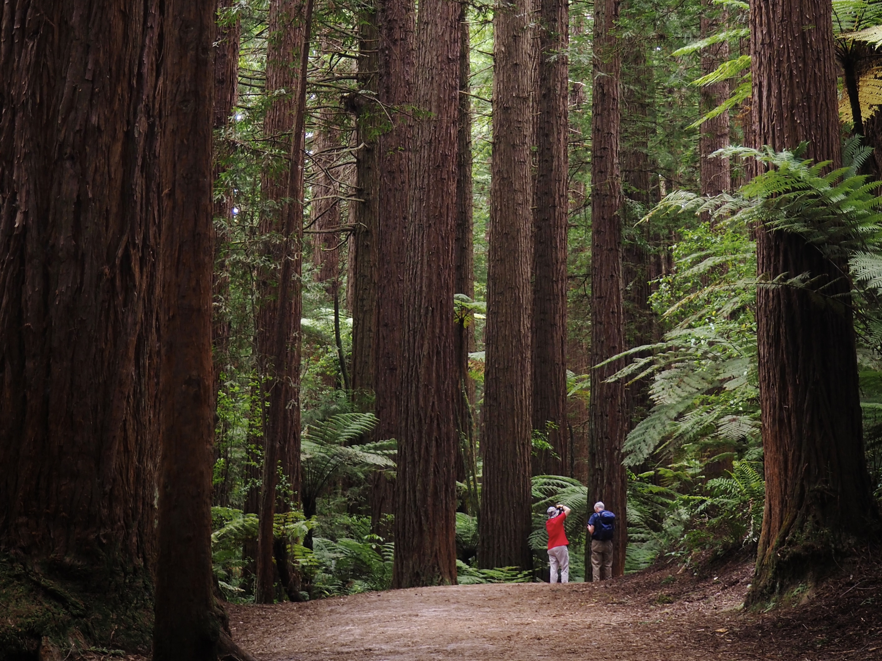 Peyto Lake landscape 1