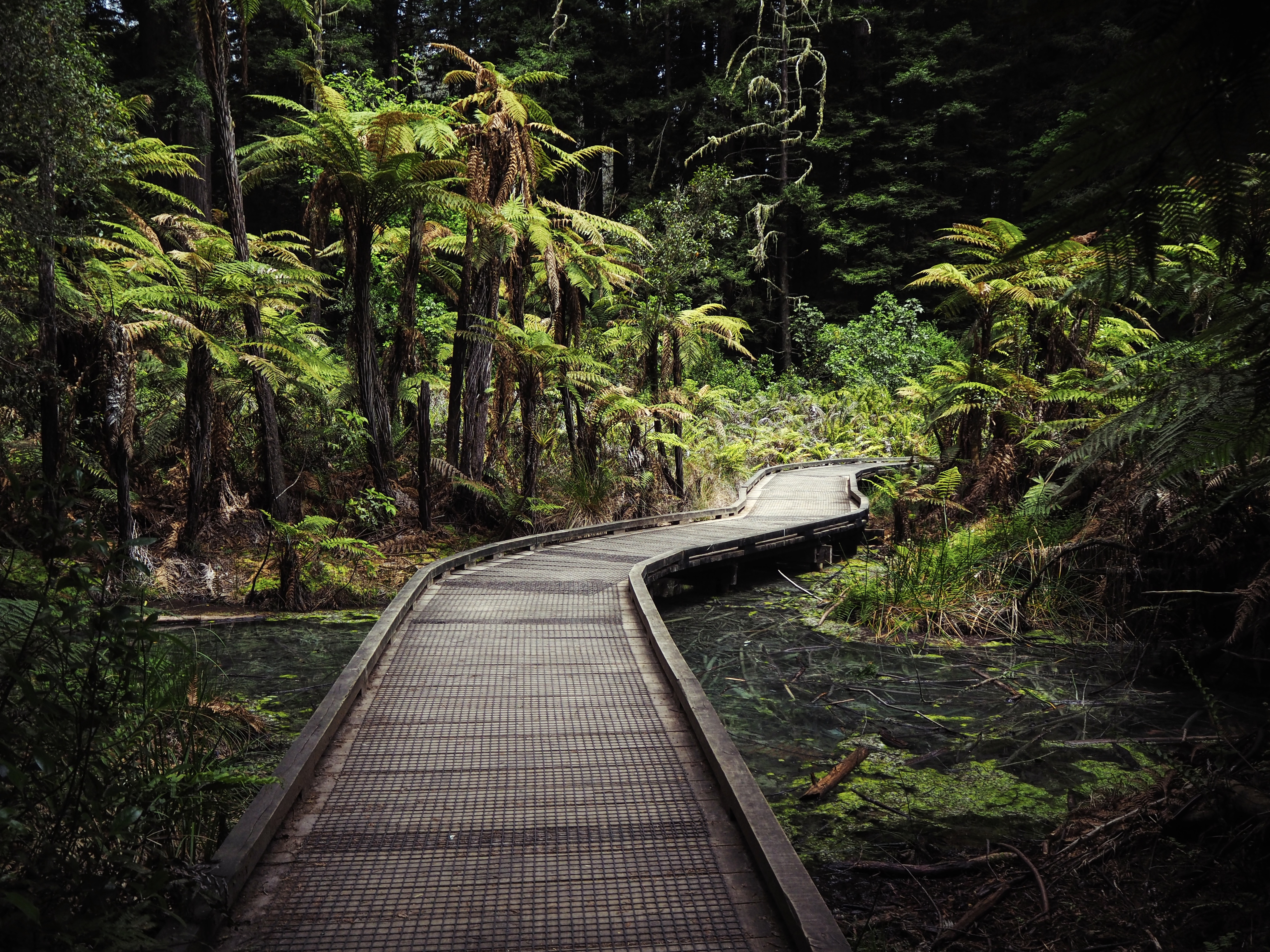 Redwood forest landscape 2