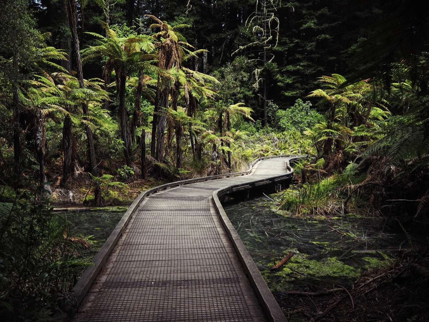 Redwood forest landscape 2